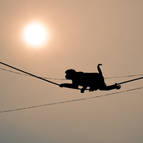 Monkey on Wires