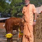 Visnu Maharaja with the Cows