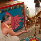 Giri Maharaja Offering Ekadasi Maha-prasada