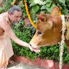 Govardhana Puja 2016 - Photo 