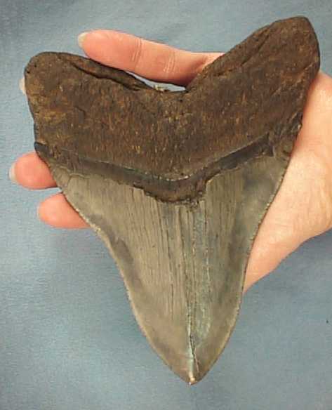 Megalodon